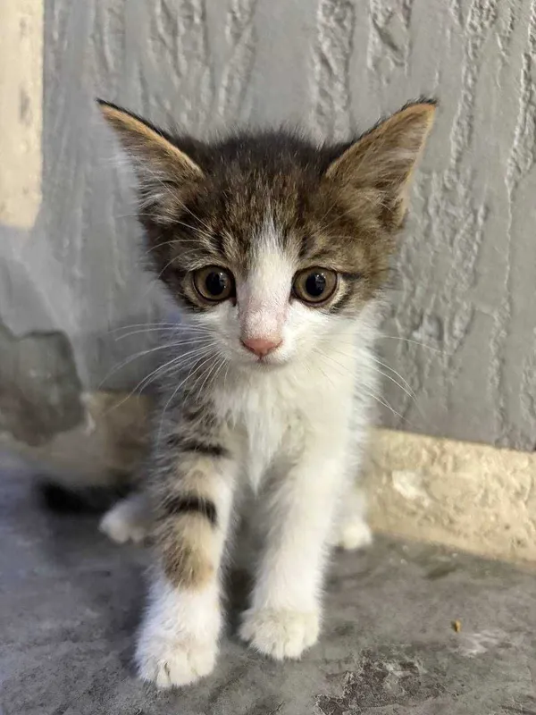 Котята в добрые руки — фото 6