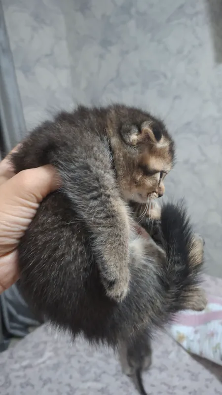 Продаются котята шиншилла 2