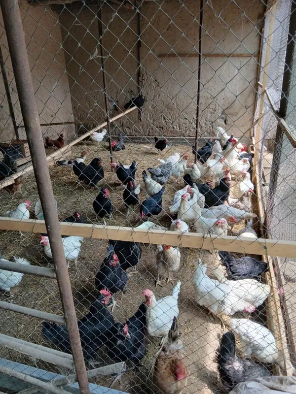 Tuxum uchun tayor yosh tovuqlar sotladi qora shagzodasi ham bor ichida Tuxum uchun tayor yosh tovuqlar sotladi qora shagzodasi ham bor ichida