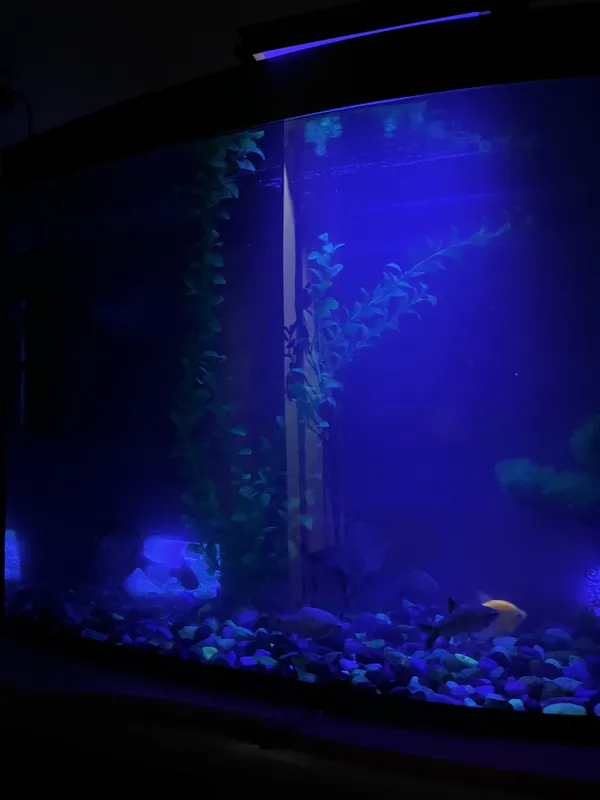 Akvarium + 8 ta baliqlar bonus! 1