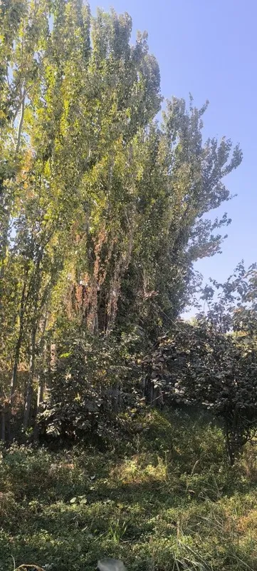 Afrosiyob mahallasi Furqat koʻchasi — фото 1