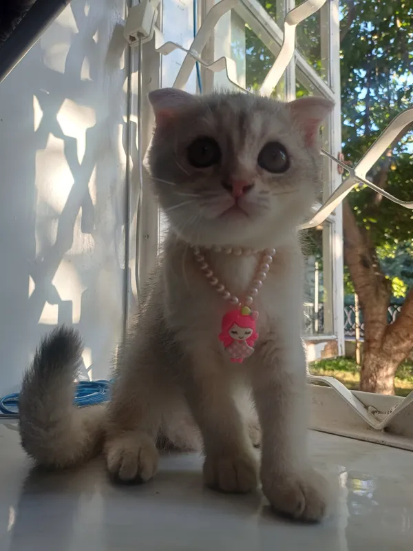 Серебристая шиншилла 2