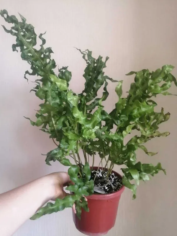 продаётся редкий папоротник Зелёная Волна (Сформированный куст) 2