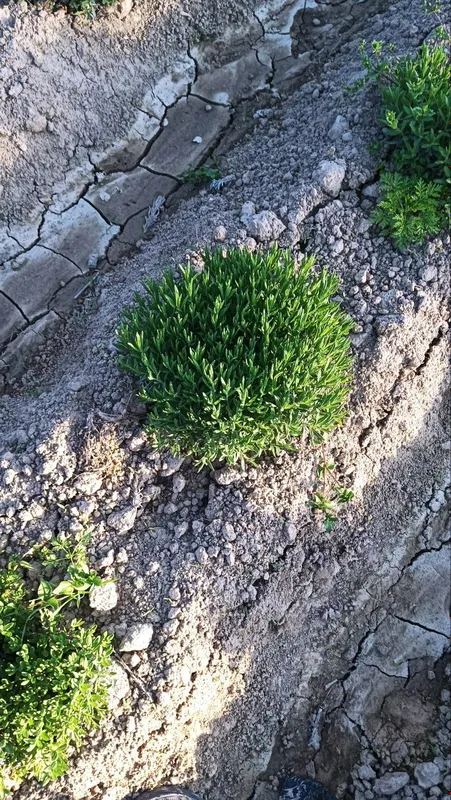 Lavanda ko‘chatlari sotuvda! — фото 3