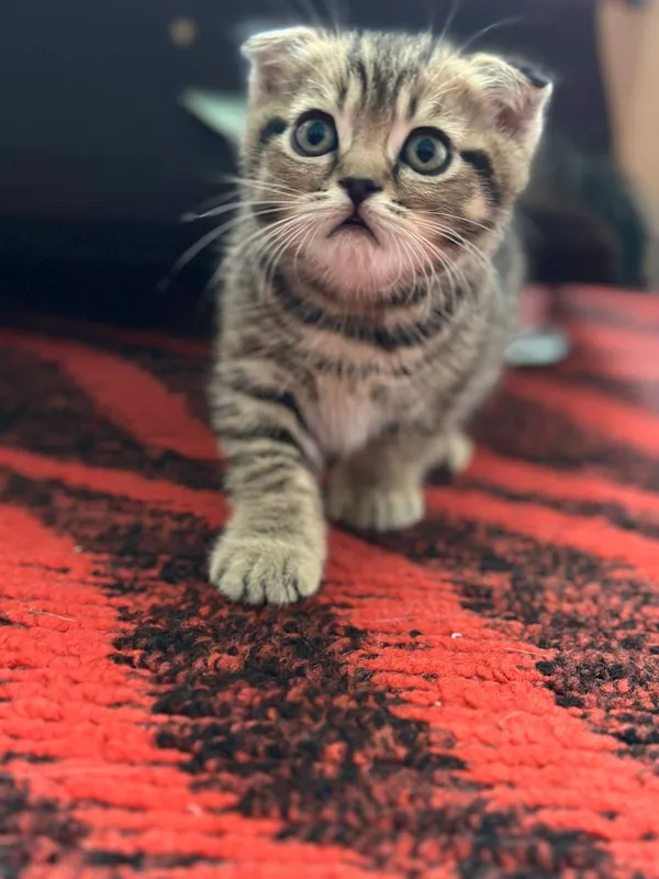 Котенок скотиш фолд 1 Котенок скотиш фолд 1