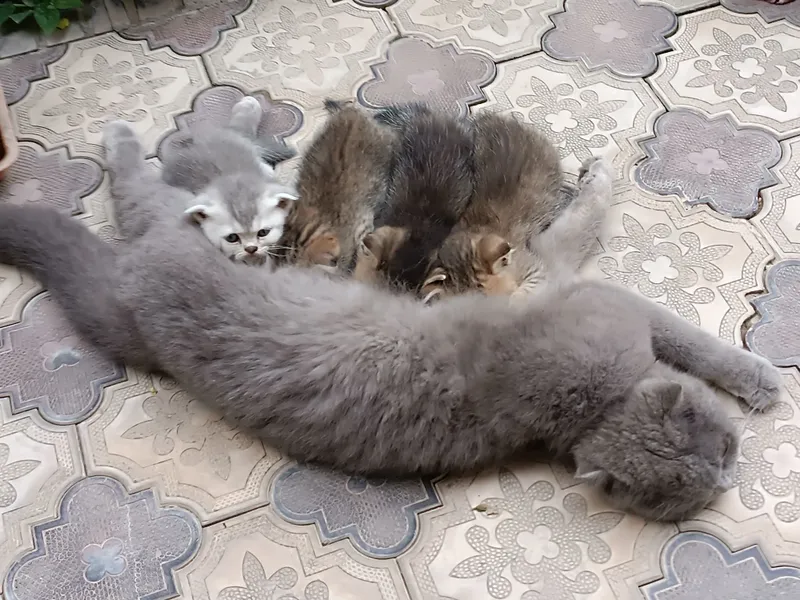 Шотландский скоттиш фолд 3