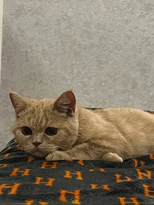 Скоттиш страйт 1йош