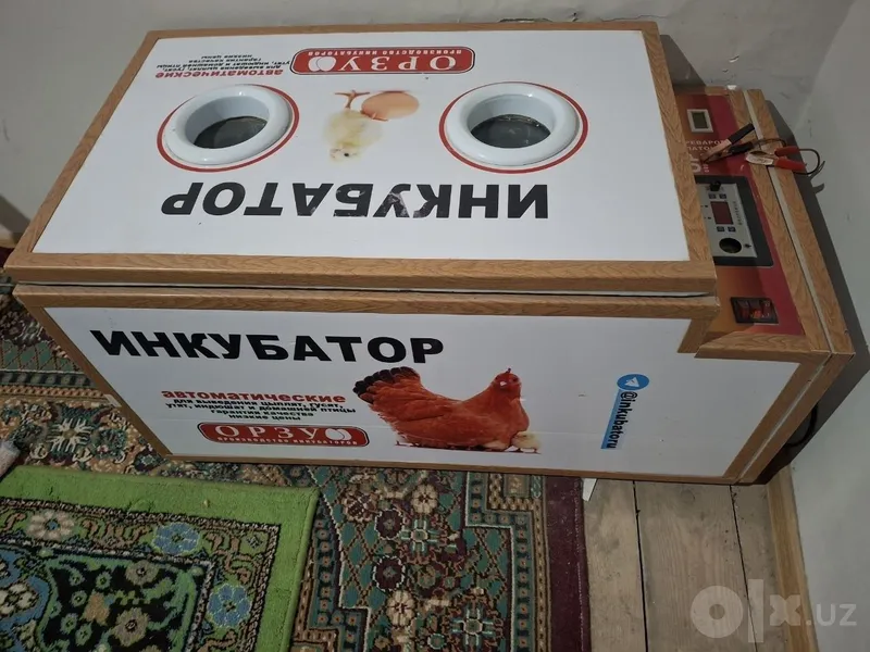 Inkubator tovuq.. 2 Inkubator tovuq.. 2