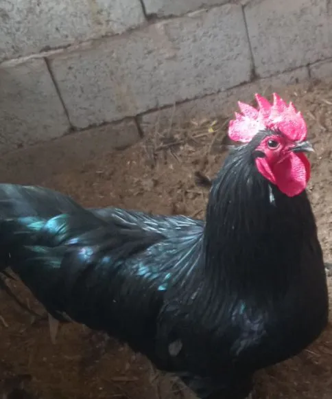 Ruminiya xoʻroz sotiladi yo oʻziga