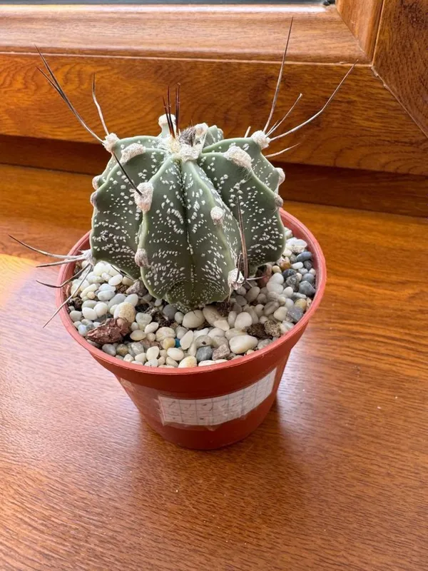 Продам кактус Astrophytum capricorne var. minor — фото 1