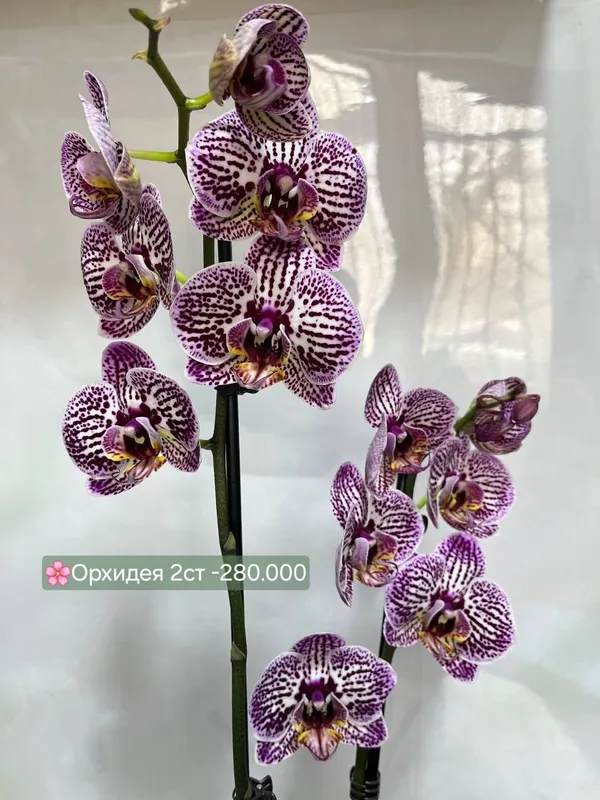 Сансевиерии очень красивые