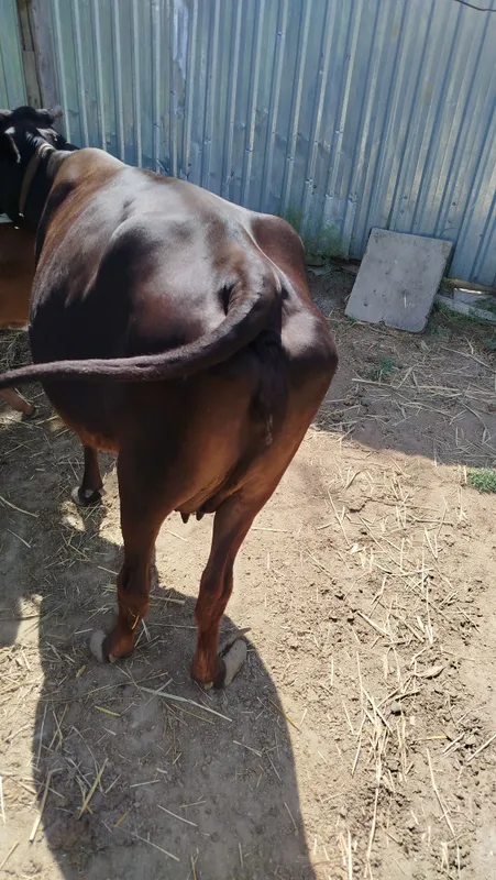 Sigiri sotiladi 2