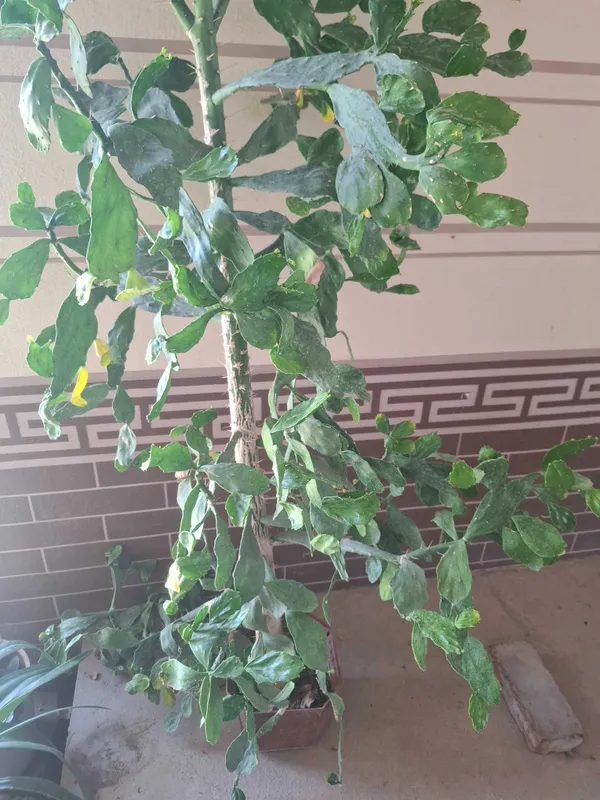 Brasiliopuntia.Ofis va uy uchun gul. 2 Brasiliopuntia.Ofis va uy uchun gul. 2