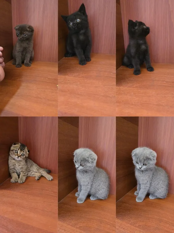 Продаются котята Продаются котята