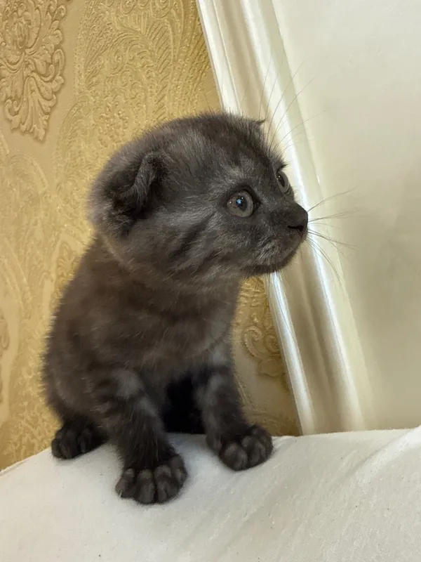 Шотландский вислоухий котёнок (Scottish Fold), 2 месяца 3 Шотландский вислоухий котёнок (Scottish Fold), 2 месяца 3