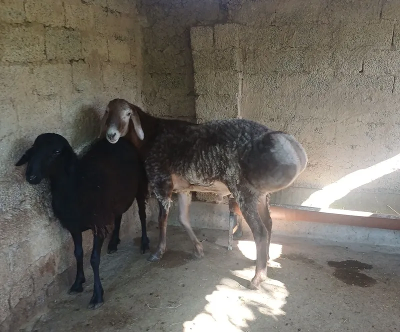 Arashan qo'chqor sotiladi