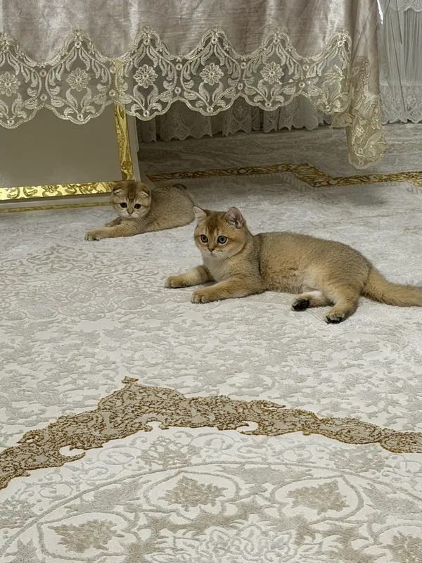 Кошка Британский шиншила 2 Кошка Британский шиншила 2
