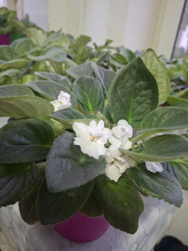 Фиалки на продажу 4 Фиалки на продажу 4