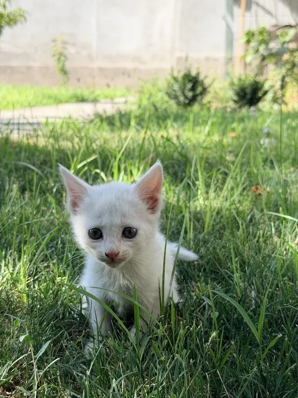 Котята в хорошие руки 5 Котята в хорошие руки 5