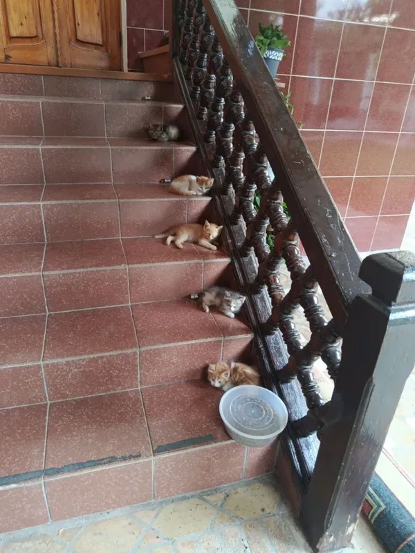 Отдам котят в хорошие руки