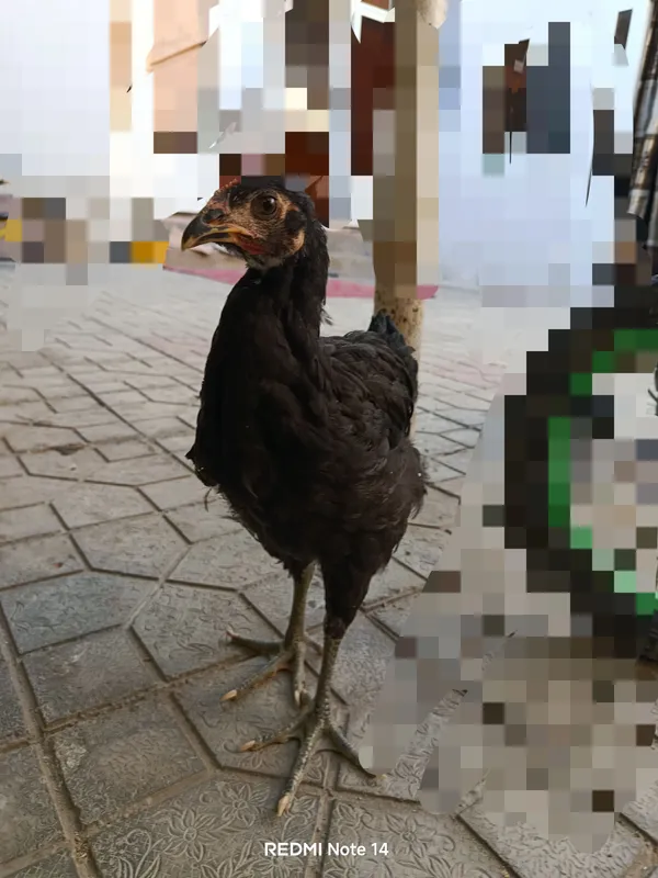 Juja tovuqcha sotiladi 1