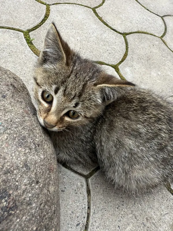 КОШКИ 2 шт домашние