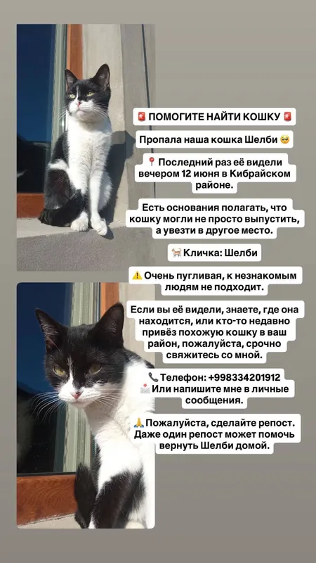 ПРОПАЛА Кошка!!! — фото 2
