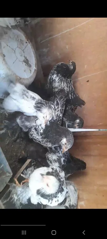 Tomni puh tochkali jojala