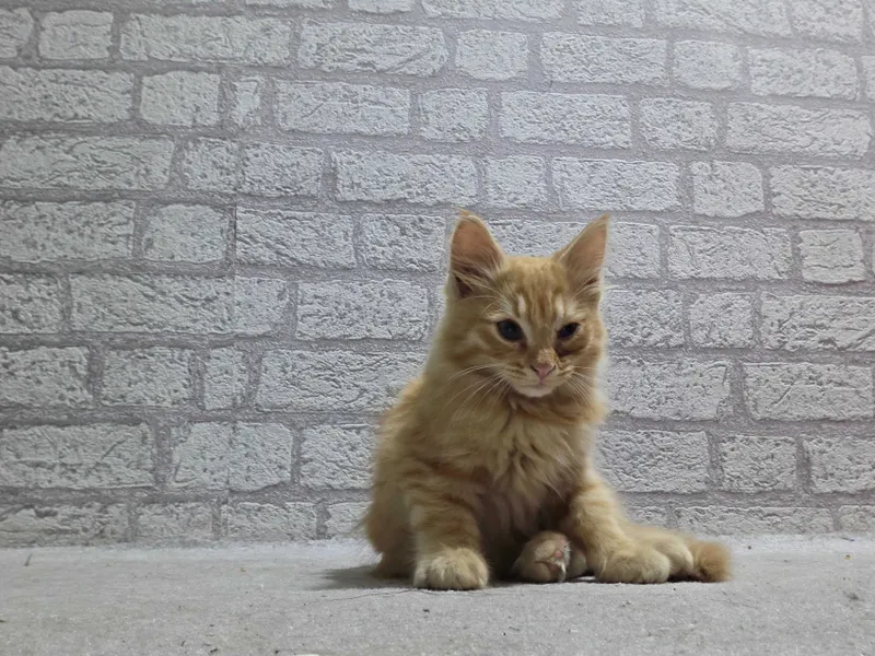 Нашёлся котик, ищет старого хозяина