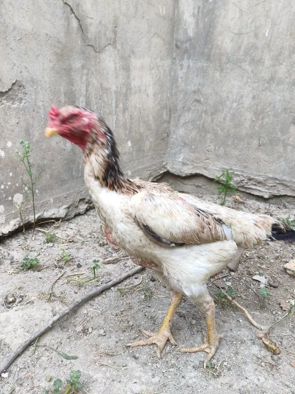 Dakan tovuq Vasjin Ogir 2 Dakan tovuq Vasjin Ogir 2