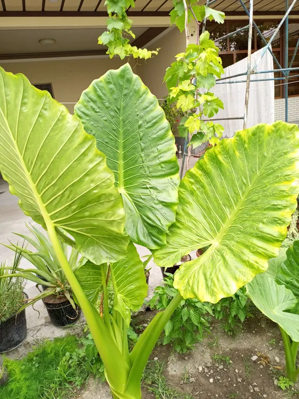 Крупные растения Alocasia («Ухо слона») 3 Крупные растения Alocasia («Ухо слона») 3