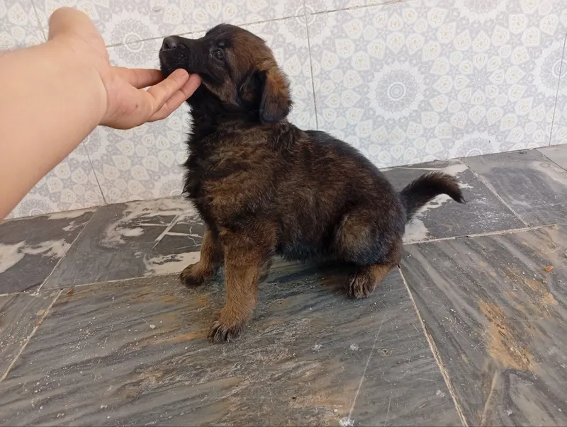 смесь малинуа и восточно европейский овчарка 3
