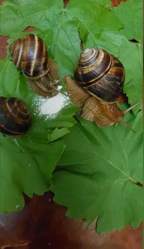 Turli o‘lchamdagi salyangozlar Turli o‘lchamdagi salyangozlar