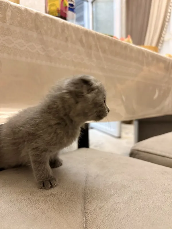 Mushuk Scottish Fold 6 Mushuk Scottish Fold 6