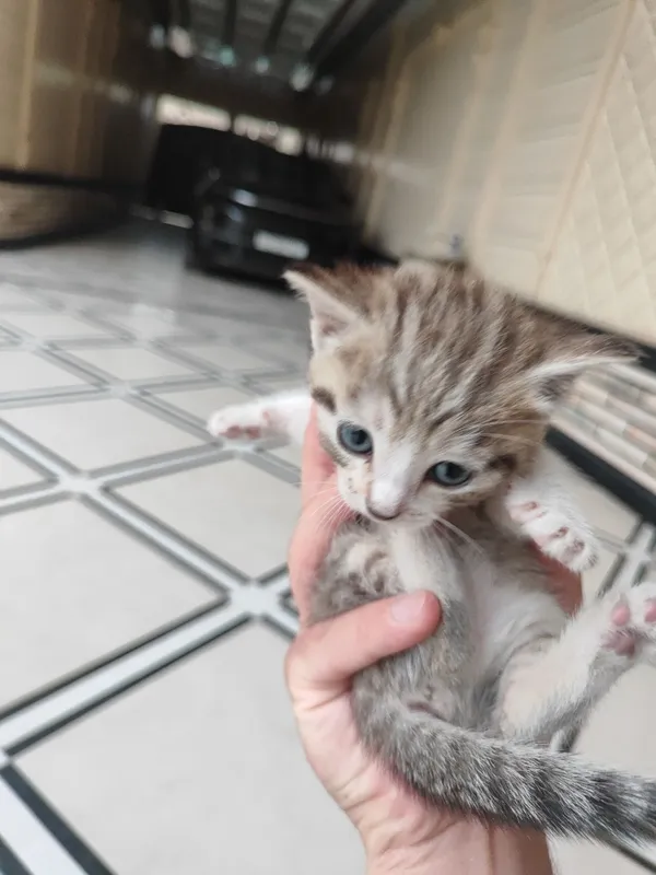 Mushuk bolasi tekinga beriladi