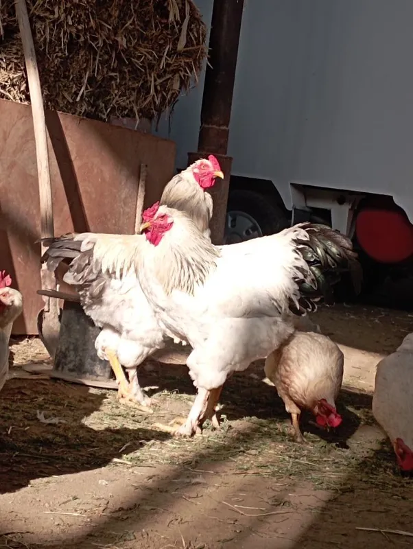 Brama xoʻrozlari sotiladi