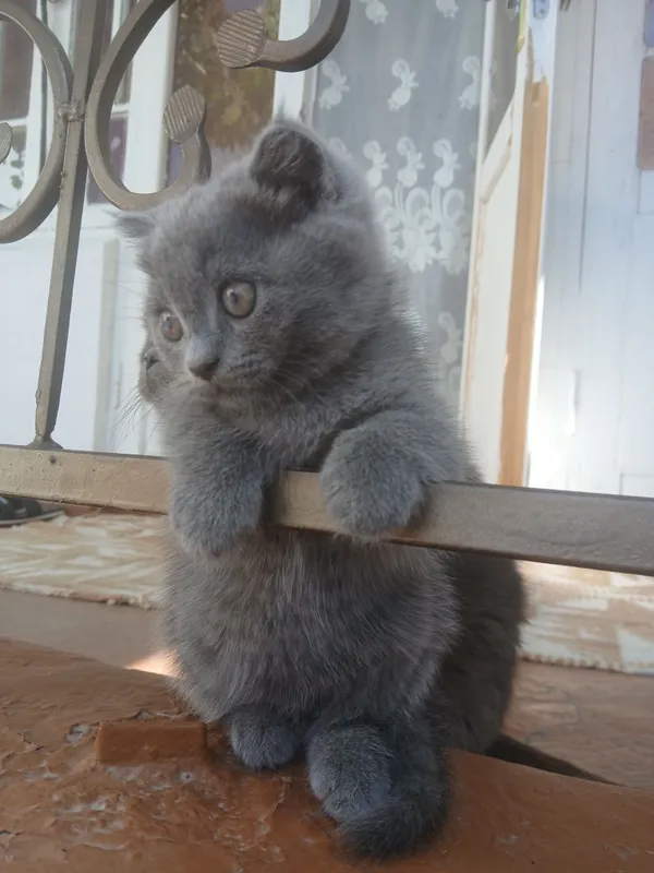 висловух котик