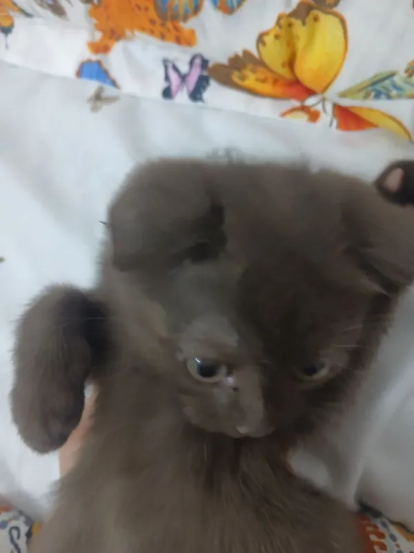 Scottish fold mushuk sotiladi 5 Scottish fold mushuk sotiladi 5
