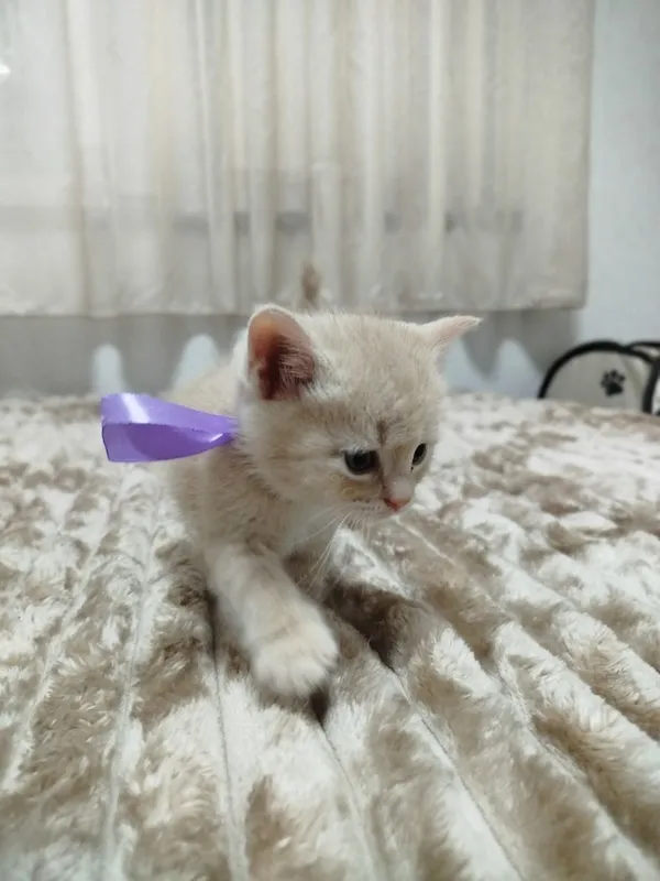 Продаются потрясающие, красивые, ласковые , нежные породистые котята — фото 3