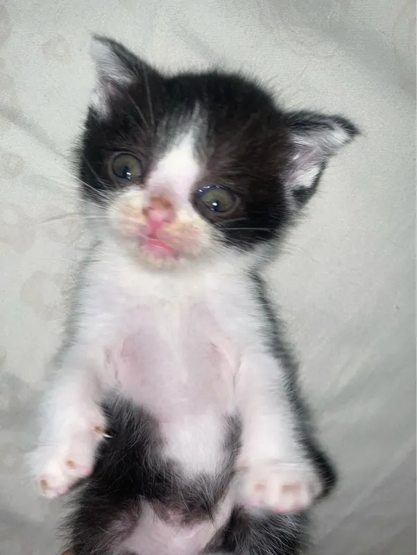 Продаётся Котёнок — фото 1