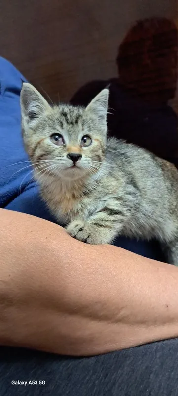 Котодевочка 2 мес. — фото 2