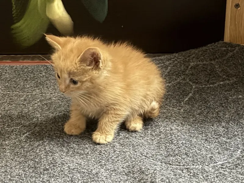 Котенок в добрые руки мальчик примерно 2 мес — фото 4
