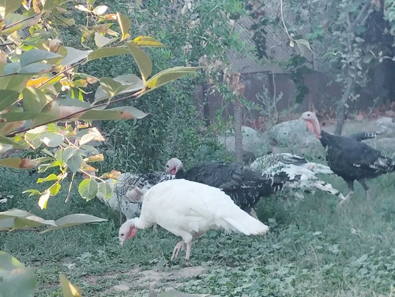 Kurka oilasi sotiladi 4 Kurka oilasi sotiladi 4