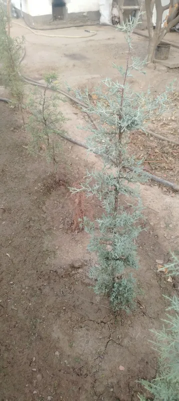 Аризониски кепарис