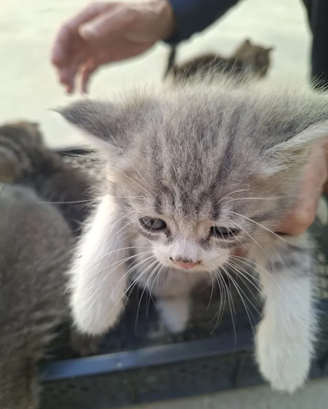 Здоровые котята отдаются бесплатно 2