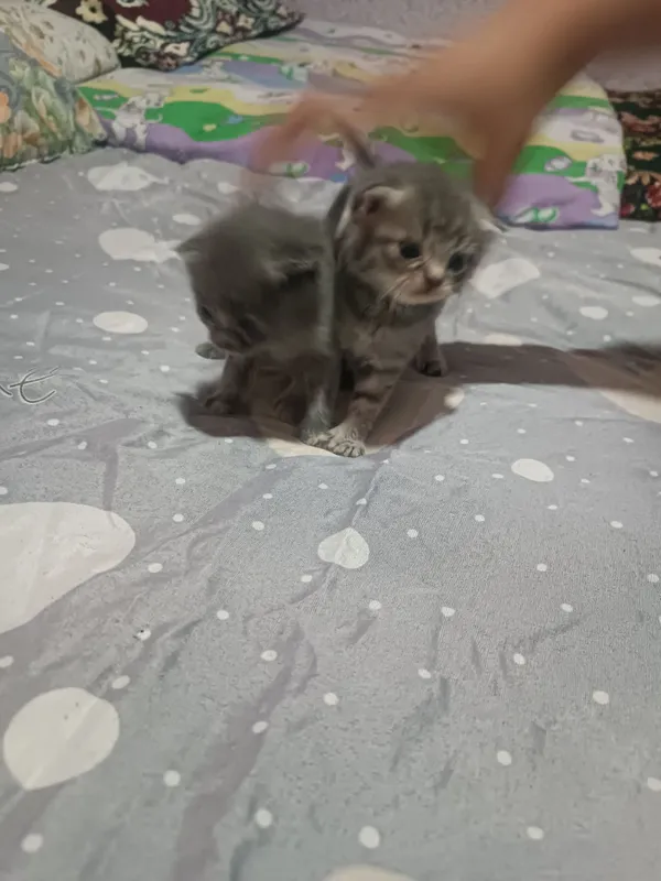 Skotch fold 2oylik latok biladi 3 Skotch fold 2oylik latok biladi 3