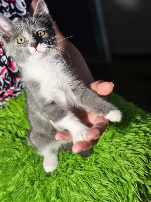 Котята ищут семьи! — фото 5