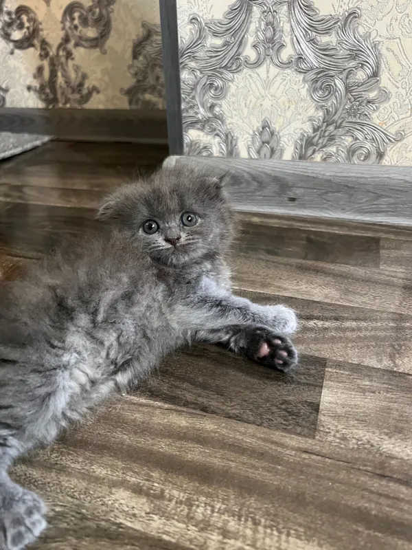Очаровательные котята 5 Очаровательные котята 5