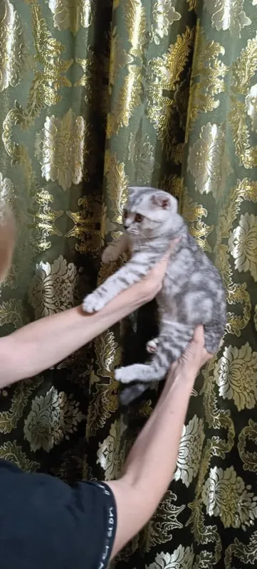Котята породистые — фото 3