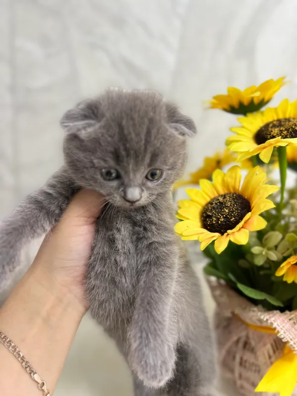 Сотилади мушуклар